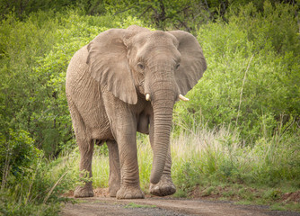 Obraz premium The Mighty Elephant