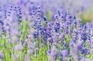 Lavender Field in the summer