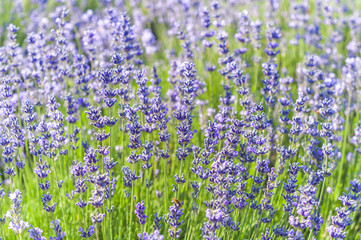 Obraz premium Lavender Field in the summer