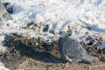 Pigeons are heated in the winter. Birds are warming themselves in the winter. Many pigeons sit in the winter and bask.