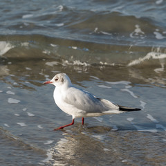Bonaparte's gull (Chroicocephalus philadelphia)
