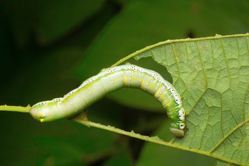 Moth caterpillar , Aarey Milk Colony , INDIA