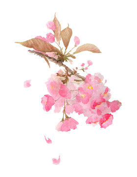 Charming blossoming sakura cherry blossom with falling petals. Watercolor illustration isolated on white background.