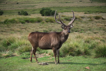 Horton plains National Park Sri Lanka