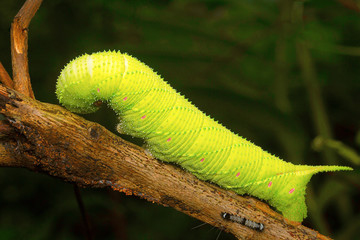 Moth caterpillar , Aarey Milk Colony , INDIA