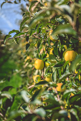 closeup of organic apples on a tree in a greenhouse