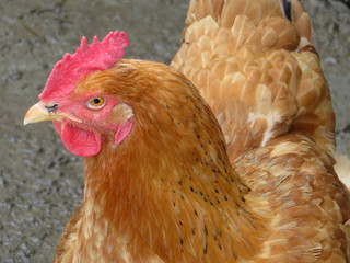 Laying hen. Beautiful chicken portrait