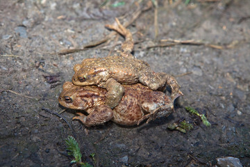 Kröten bei der Paarung
