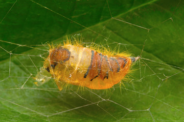 Moth cocoon , Aarey Milk Colony , INDIA