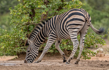 a lone zebra drinking water at a watering hole 