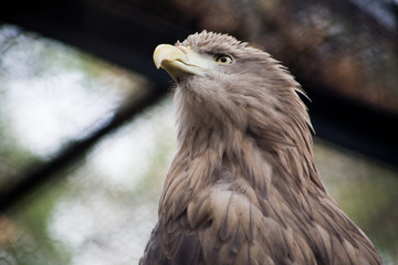 Eagle