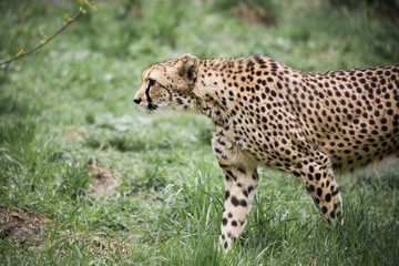 Cheetah walks along the green grass