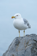 Yellow-legged gull (Larus michahellis)