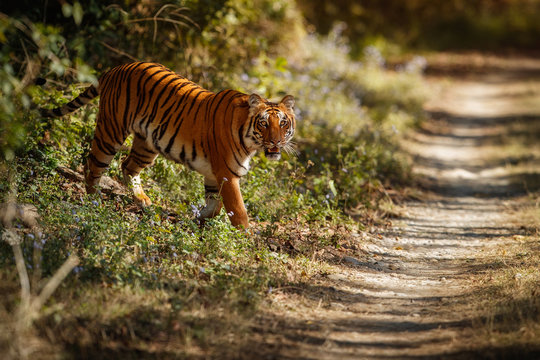 Royal bengal tiger pose with beautiful golden background. Amazing tiger in the nature habitat. Wildlife scene with dangerous beast. Hot weather in wild India. Panthera tigris tigris.