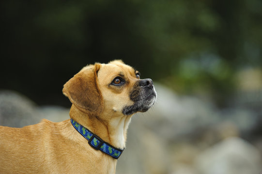 Puggle dog outdoor portrait in nature