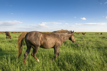 Obraz premium portrait of a wild horse