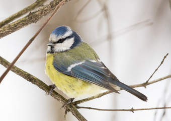 Obraz premium Eurasian blue tit on winter tree branch
