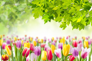 Tulip flowers meadow, spring background
