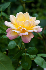 Blooming roses, flower