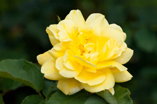 Blooming roses, flower