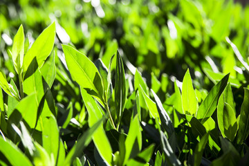 Fototapeta premium Green bright and fresh leaves. Spring background concept