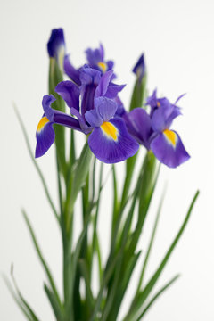 Vertical bouquet of flowers of purple irises on a white background