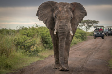 Fototapeta na wymiar The Mighty Elephant