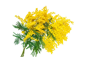 Mimosa flower blossom isolated on white background. Greeting card template. Shellow depth. Soft toned