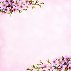 Pink background with spring twigs of peach flowers and early leaves