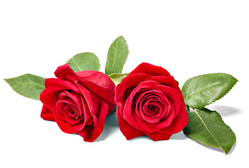 Naklejka premium close up of a red rose on white background