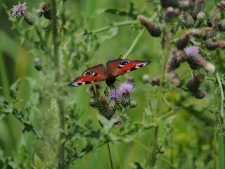 Tagpfauenauge auf Distel