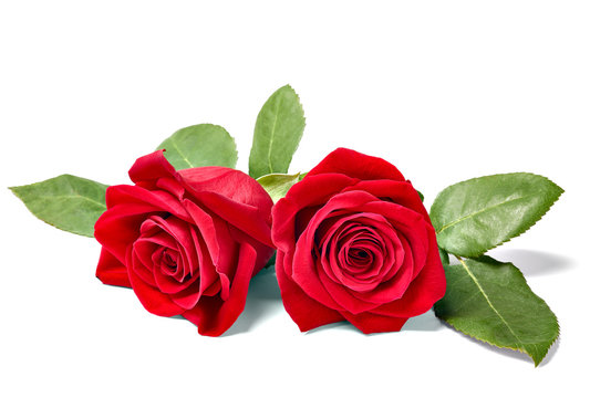 close up of a red rose on white background