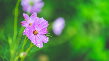 Vivid Purple Flowers