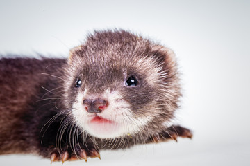 Ferret baby on white background