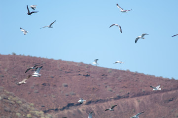Atlantic gulls (Larus michahellis atlantis) in flight. El Fraile. Arona. Tenerife. Canary Islands. Spain.