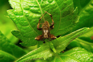 Orb-weaver spider, Araneidae , Aarey Milk Colony , INDIA