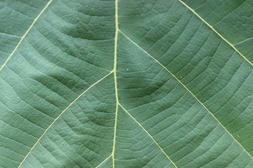 Teak tree and leaves in Indonesia