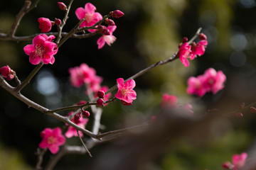 早春に咲いた紅梅の花