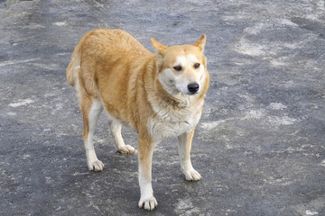 Portrait of a sad red dog