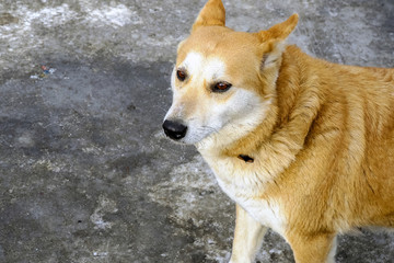 Portrait of a sad red dog