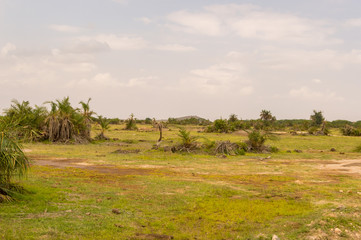 Obraz premium View of the meadow with ferns and palm trees in the savannah of Amboseli Park in Kenya