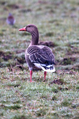 Graugans von hinten, im Naturschutzgebiet Moore bei Buxtehude