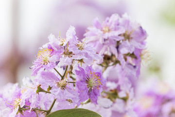 Lagerstroemia floribunda flower, also known as Thai crape myrtle and kedah bungor, is a species of flowering plant in the Lythraceae family. It is native of the tropical region of Southeast Asia