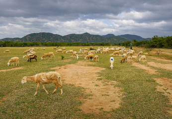Obraz premium Sheep on a plain meadow