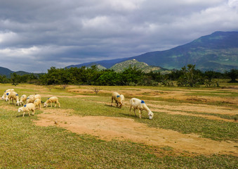Fototapeta premium Sheep on a plain meadow