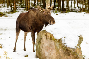 Moose (Alces alces) bull eating snow from granite boulder. He has dropped his antler for the season, only scars are left.