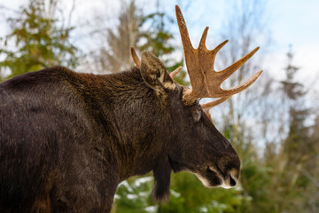 Moose (Alces alces) bull portrait in forest landscape.