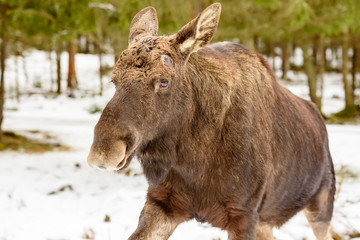 Moose (Alces alces) bull running by close to the camera. Antlers are dropped for the season leaving only scars on the head.