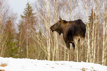 Moose (Alces alces) bull on a forest hilltop. Birch trees in the background. The animal has just...