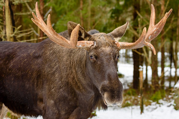 Moose (Alces alces) bull portrait in forest landscape.